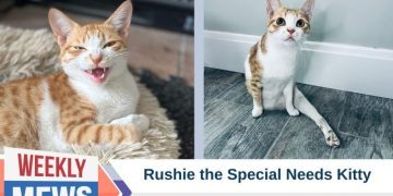 Rushie the Special Needs Kitty: Rescued From the Streets of Dubai & Now an Internet Sensation