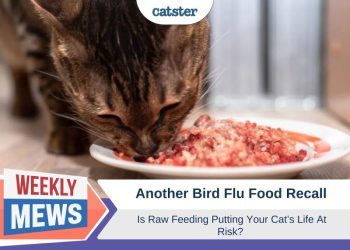 Another Bird Flu Food Recall – Is Raw Feeding Putting Your Cat’s Life At Risk?