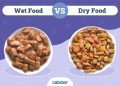 Wet vs. Dry Cat Food: Vet-Approved Facts & Key Differences