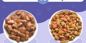 Wet vs. Dry Cat Food: Vet-Approved Facts & Key Differences
