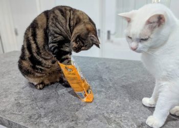 Part-Time Apex Predator: Cyril’s Remarkable, But Selective, Hearing