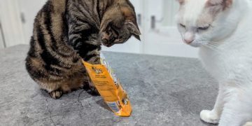 Part-Time Apex Predator: Cyril’s Remarkable, But Selective, Hearing