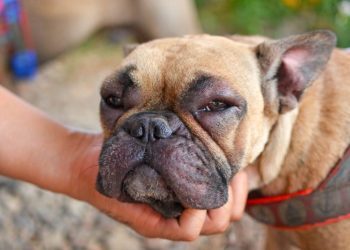 Swollen Eyes In Dogs: Symptoms, Causes, & Treatments