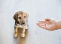 Diazepam (Valium) For Dogs: Uses, Dosage, And Side Effects
