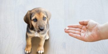 Diazepam (Valium) For Dogs: Uses, Dosage, And Side Effects