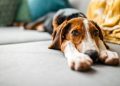 Psyllium For Dogs: Uses, Dosage, & Side Effects