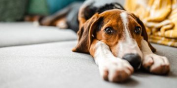 Psyllium For Dogs: Uses, Dosage, & Side Effects