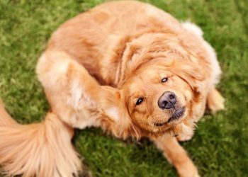 Eczema In Dogs: Symptoms, Causes, & Treatments