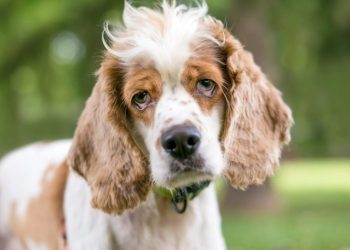 Ectropion (Droopy Eye) In Dogs: Symptoms, Causes, & Treatments