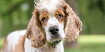 Ectropion (Droopy Eye) In Dogs: Symptoms, Causes, & Treatments