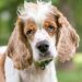 Ectropion (Droopy Eye) In Dogs: Symptoms, Causes, & Treatments