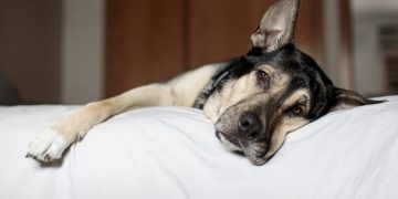 Tagamet (Cimetidine) for Dogs: Uses, Dosage, & Side Effects