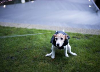 Fecal Impaction In Dogs: Symptoms, Causes, & Treatments