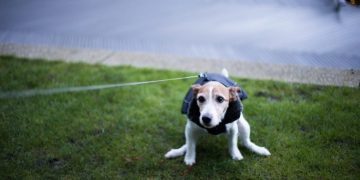 Fecal Impaction In Dogs: Symptoms, Causes, & Treatments