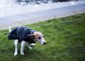 Docusate Sodium for Dogs: Uses, Dosage, & Side Effects