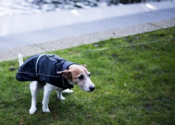 Docusate Sodium for Dogs: Uses, Dosage, & Side Effects