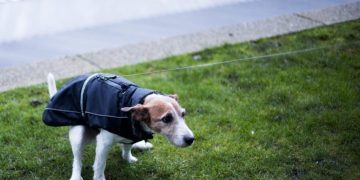 Docusate Sodium for Dogs: Uses, Dosage, & Side Effects