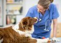 Hyperkalemia In Dogs: Symptoms, Causes, & Treatments