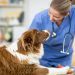 Hyperkalemia In Dogs: Symptoms, Causes, & Treatments