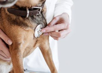 Sinus Bradycardia In Dogs: Symptoms, Causes, & Treatments