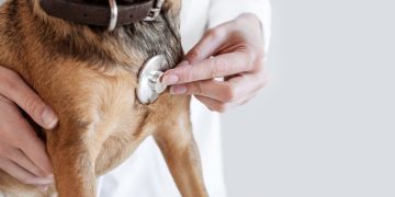 Sinus Bradycardia In Dogs: Symptoms, Causes, & Treatments