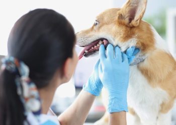 Stomatitis In Dogs: Symptoms, Causes, & Treatments