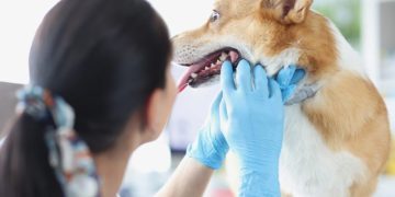 Stomatitis In Dogs: Symptoms, Causes, & Treatments