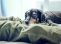 Fluoxetine (Prozac) For Dogs: Uses, Dosage, & Side Effects