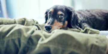 Fluoxetine (Prozac) For Dogs: Uses, Dosage, & Side Effects