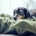 Fluoxetine (Prozac) For Dogs: Uses, Dosage, & Side Effects