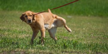 Kidney Infection In Dogs: Symptoms, Causes, & Treatments