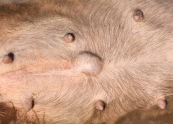 Hernias in Dogs: Types, Symptoms, & Treatments