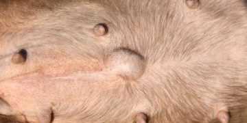 Hernias in Dogs: Types, Symptoms, & Treatments