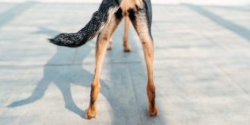 Dead Tail In Dogs: Symptoms, Causes, & Treatments