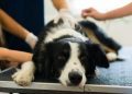 Colitis in Dogs: Symptoms, Causes, & Treatments
