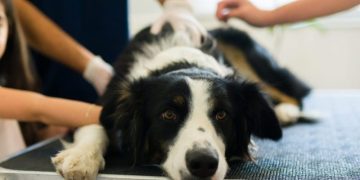 Colitis in Dogs: Symptoms, Causes, & Treatments