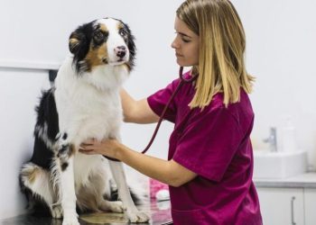 Tachycardia In Dogs: Symptoms, Causes, And Treatments