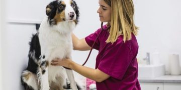 Tachycardia In Dogs: Symptoms, Causes, And Treatments