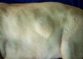 Lipomas (Fatty Lumps And Tumors) In Dogs: Symptoms, Causes, & Treatments