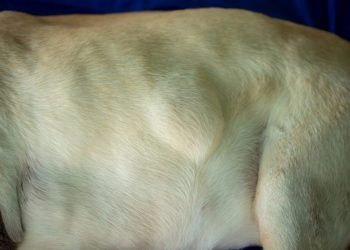 Lipomas (Fatty Lumps And Tumors) In Dogs: Symptoms, Causes, & Treatments
