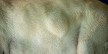 Lipomas (Fatty Lumps And Tumors) In Dogs: Symptoms, Causes, & Treatments