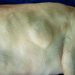 Lipomas (Fatty Lumps And Tumors) In Dogs: Symptoms, Causes, & Treatments