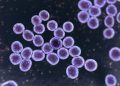 MRSA Infection in Dogs: Symptoms, Causes, & Treatments