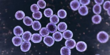 MRSA Infection in Dogs: Symptoms, Causes, & Treatments