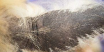 Alopecia X in Dogs: Symptoms, Causes, & Treatments