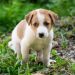 Rectal Prolapse in Dogs: Symptoms, Causes, & Treatments