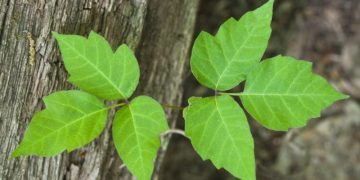 Poison Ivy & Dogs: What It Looks Like, Symptoms, & Treatment