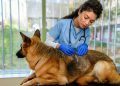 Staph Infection In Dogs: Symptoms, Causes, And Treatments