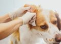 Dog Ear Mites: Symptoms, Causes, & Treatments