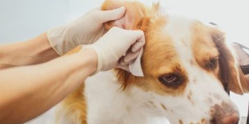 Dog Ear Mites: Symptoms, Causes, & Treatments